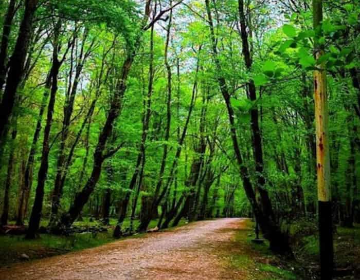 جنگل نور مسیر چالوس تا بابلسر